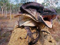 39 Frilled Lizard Ideas Frilled Lizard Lizard Reptiles And Amphibians