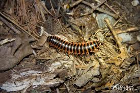 Black And Yellow Millipede North Carolina Photo Millipede Glowing Under Black Light Travel For Wildlife