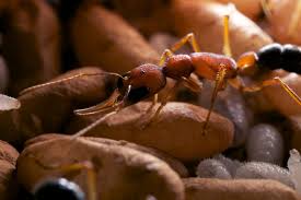 This ensures we rid your portland home of carpenter ants and odorous ants for good. Ywo00cbbzbivqm