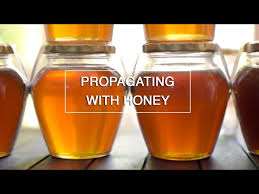 Lentils have a high concentration of auxin, which is a plant hormone that regulates plant growth. Honey To Root Your Plant Diy Youtube