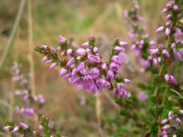 Wild Heather Heather Plant Plants Heathers
