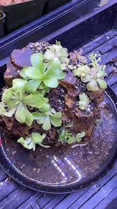 Image result for Nesaea spathulata