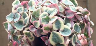 Image result for Ceropegia meyeri-johannis