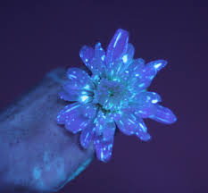 We did not find results for: Flower Science Experiment For Kids Diy Glowing Flowers
