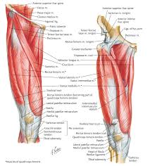 The obturator externus muscle arises from the lateral area of the obturator foramen, the outer surface of. Muscle Synergies Of The Hip And Pelvis Rayner Smale