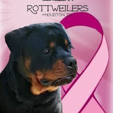 Purebred akc german rottweiler puppies: B E T Rottweilers Pet Breeders Houston Tx Phone Number Yelp