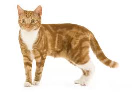 Tabby Cats Colours Markings And Breeds Of Tabby Cat Cat