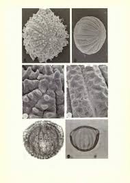 Image result for Mellera lobulata