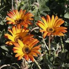 Image result for Arctotis