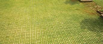 Image result for Basananthe pedata