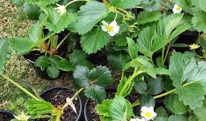 Daunnya yang runcing adalah salah satu bagian yang dapat dikatakan sebagai bagian dari pohon cemara. Cara Menanam Strawberry Di Pot Mudah Dan Cepat Berbuah