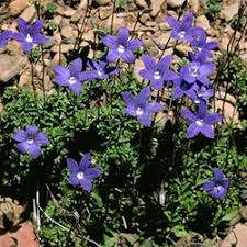 Image result for Wahlenbergia capitata