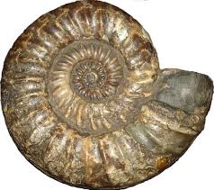 In 1840s england, charlotte murchison (saoirse ronan) is sent to convalesce by the sea and develops an. Specimen Of The Week 198 Ammonite Ee Hee Ucl Ucl Culture Blog