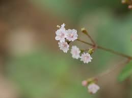 Image result for Boerhavia erecta