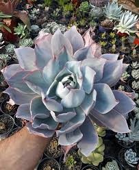 Afterglow Gigantea X Nodulosa Y Laui X Jardin Helicon Cactus Suculentas Y Jardineria Facebook Dramatic with its best contrast color, this echeveria amoena microcalyx is a rare succulent. afterglow gigantea x nodulosa y laui
