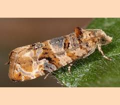 Image result for Lobesia botrana grapevine