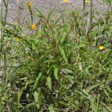 Image result for Tricliceras lobatum