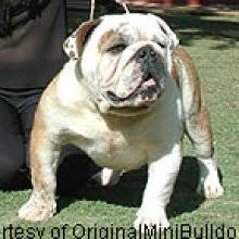 Many miniature bulldog dog breeders with puppies for sale also offer a health guarantee. Puppyfind Miniature Bulldog Puppies For Sale