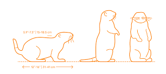 We did not find results for: Black Tailed Prairie Dog Dimensions Drawings Dimensions Com