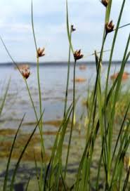 Image result for Bolboschoenus