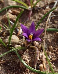 Image result for Romulea camerooniana