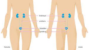 Most utis are contained to the urethra and bladder. Urinary Tract Infection Symptoms Diagnosis And Treatment