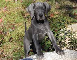 Pups are gorgeous, out of a litter of twelve. Main New England Florida S Premier Blue Black Great Dane Breeders