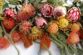 Image result for Protea rupestris