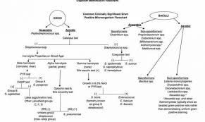 Flow Chart Gram Positive Bacilli Identification Www