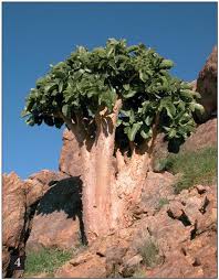 Image result for Cyphostemma congestum