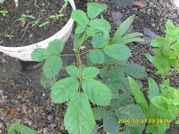 Image result for Handroanthus chrysotrichus