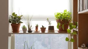 Find the today show staff's favorite products including affordable beauty items, the best clothing sales and more on today.com ie 11 is not supported. Proplifting Reddit Trend How To Get Plants For Free Apartment Therapy