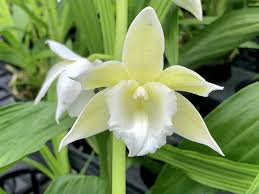 Image result for Phaius