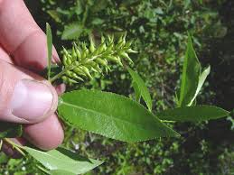 Image result for Dovyalis lucida