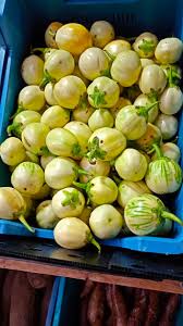 Image result for Solanum aethiopicum