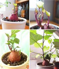 How To Grow A Sweet Potato Vine Plant Sweet Potato Plant Vine Growing Sweet Potatoes Sweet Potato Vine