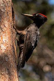 E' vero che i nidi del picchio nero sono molto particolari? Picchio Nero Foto Immagini Animali Uccelli Allo Stato Libero Animali Allo Stato Libero Foto Su Fotocommunity