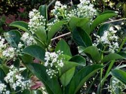 Viburnum Odoratissimum Plants Viburnum Evergreen Shrubs