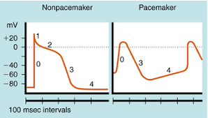 Other topics in this chapter. Antiarrhythmic Drugs Basicmedical Key