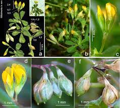 Image result for Prismatocarpus cordifolius