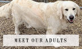 How big is dogwood farms golden retriever farm? Sunkissed Goldenz Specializing In Breeding Beautiful Akc English Cream Golden And American Golden Retriever Puppies In Siloam Springs Ar