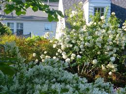 Sissinghurst White Garden In Oklahoma White Gardens Garden Inspired Snowball Viburnum