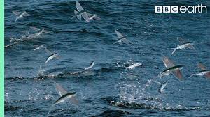 نتیجه جستجوی لغت [flying] در گوگل