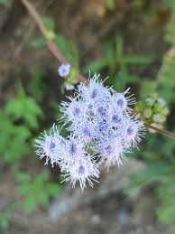 Image result for Ageratum