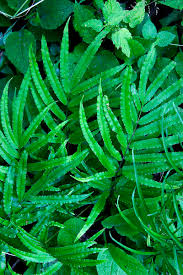 Image result for Pteris burtonii