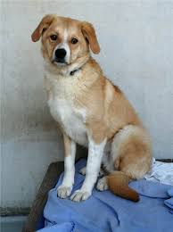 Auf dieser seite stellen wir ihnen unsere hunde vor, die ein zuhause oder auch nur eine patenschaft suchen. Die Hunde Inico Arnie Und Lyra Suchen Ein Neues Zuhause