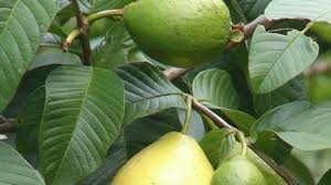Keriput Dan Flek Hitam Di Wajah Hilang Cuma Dengan Daun Jambu Biji Pos Belitung