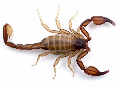Professor Identifies 2 New Scorpion Species | Occidental College