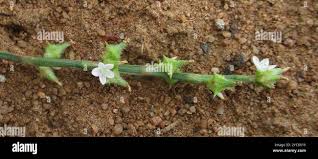 Image result for Oxygonum sinuatum