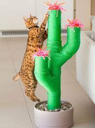 Cute cactus cat climbing frame rope get it now: Diy Cactus Scratching Post Online Shopping